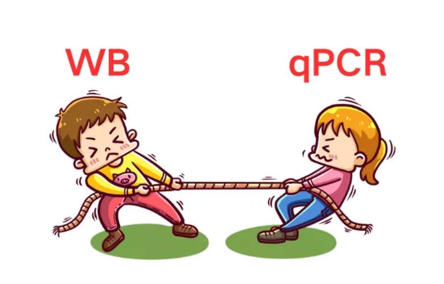 当qPCR与Western Bllot "打架"时，你的实验到底该信谁？