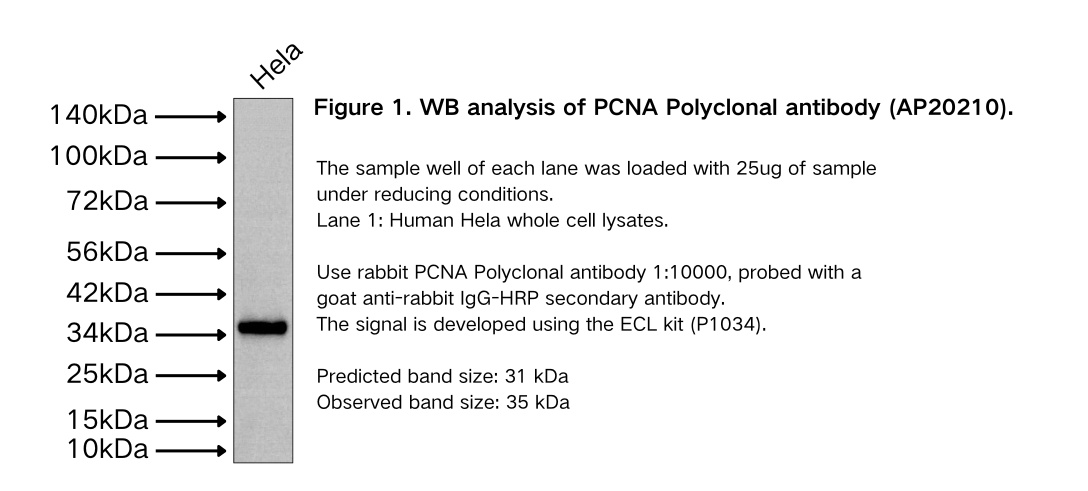 PCNA Rabbit Polyclonal antibody