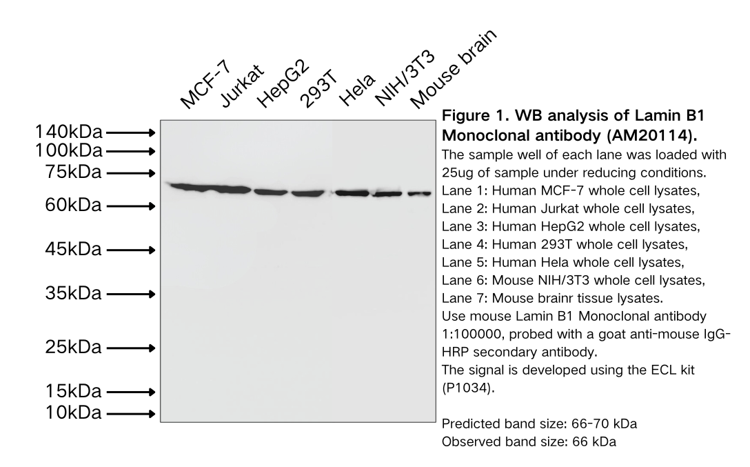 Lamin B1 Mouse Monoclonal antibody