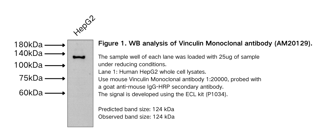 Vinculin Mouse Monoclonal antibody