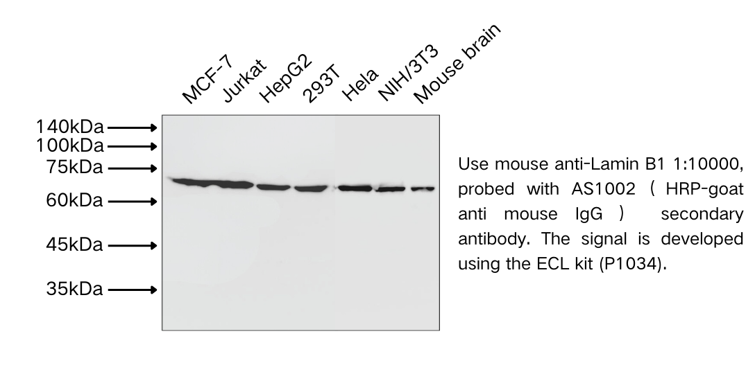 HRP-Goat Anti-Mouse IgG(H+L) 