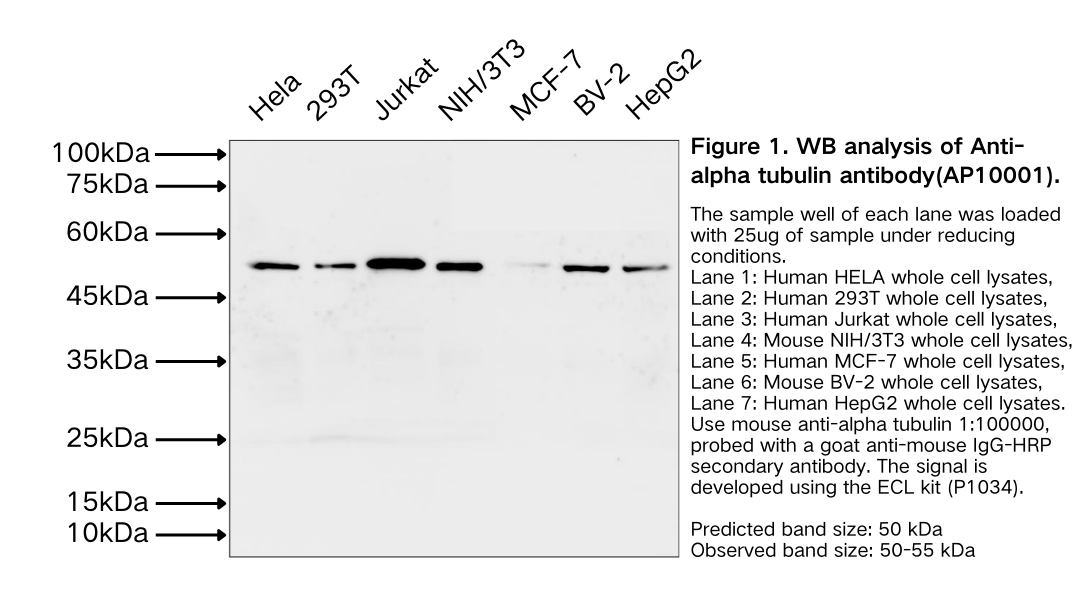 alpha tubulin Rabbit Polyclonal antibody