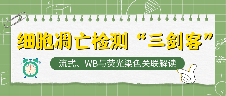 细胞凋亡检测“三剑客”：流式、WB与荧光染色关联解读