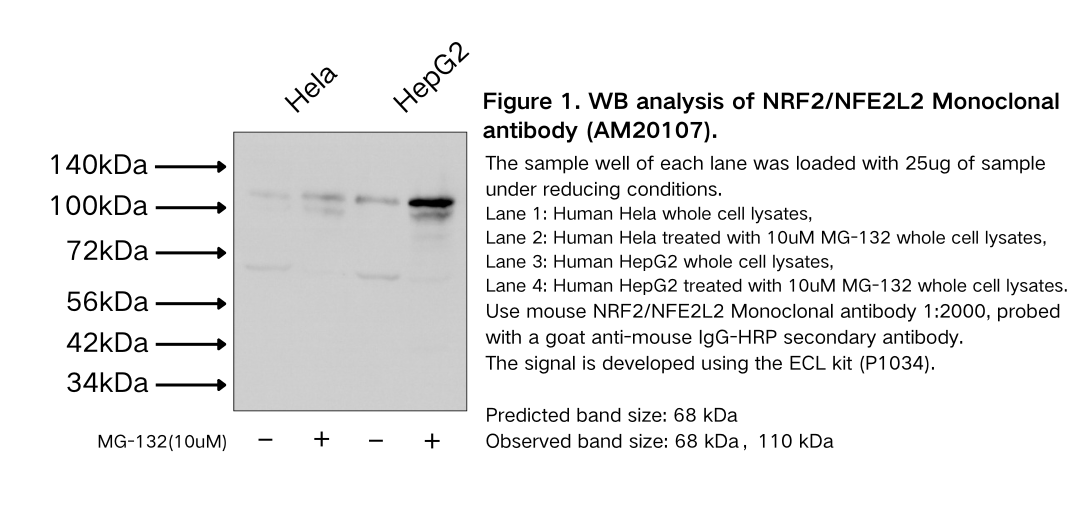 NRF2/NFE2L2 Monoclonal antibody