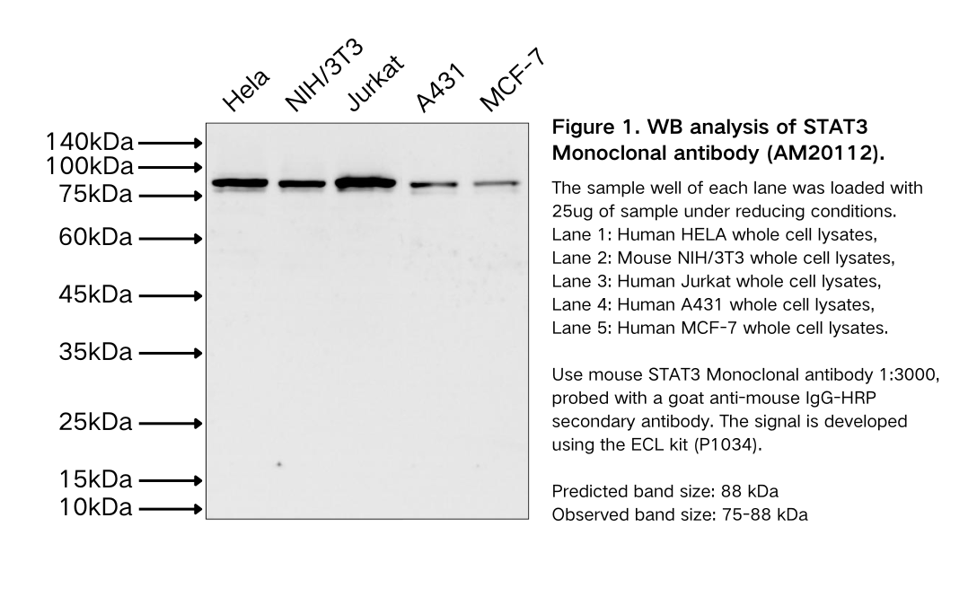 STAT3 Monoclonal antibody