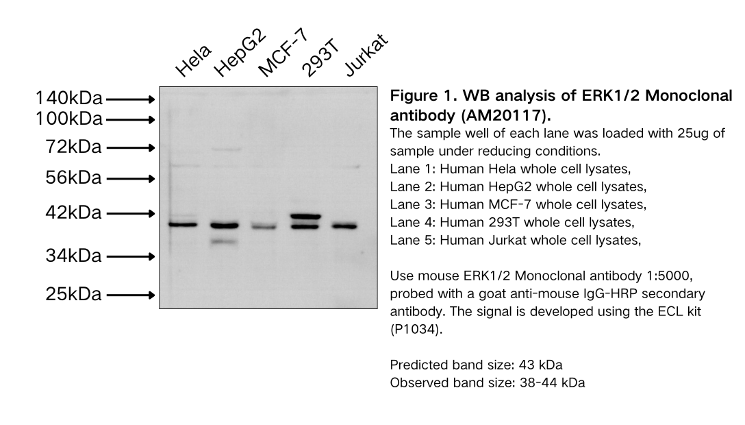 ERK1/2 Monoclonal antibody