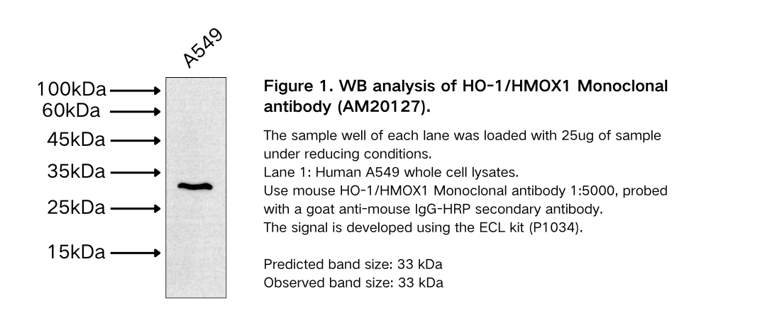 HO-1/HMOX1 Monoclonal antibody