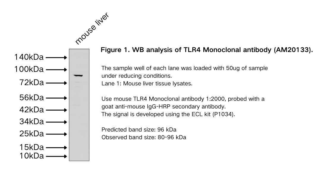 TLR4 Monoclonal antibody