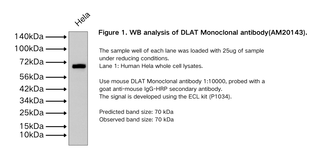 DLAT Monoclonal antibody