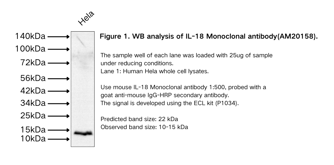 IL-18 Monoclonal antibody