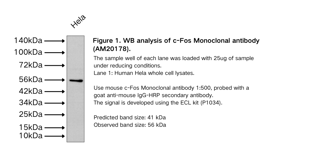 c-Fos Monoclonal antibody