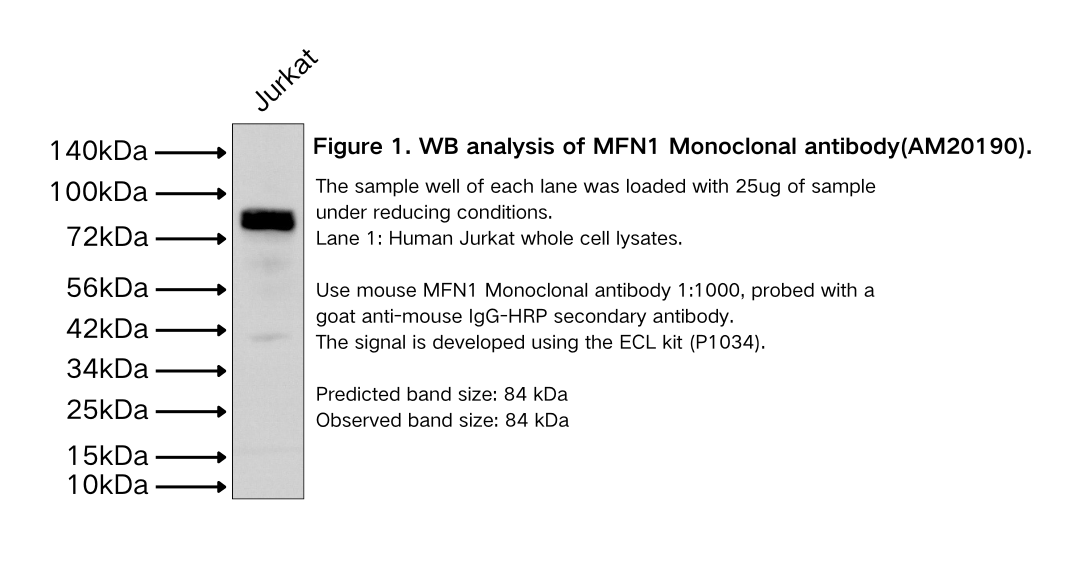 MFN1 Monoclonal antibody