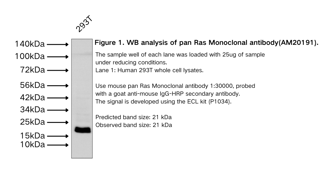 pan Ras Monoclonal antibody