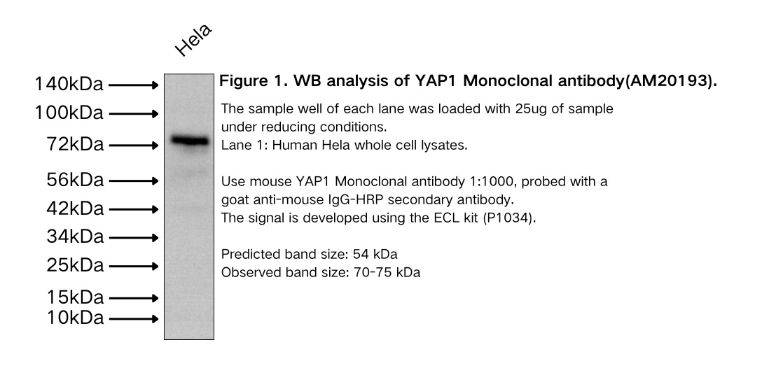 YAP1 Monoclonal antibody