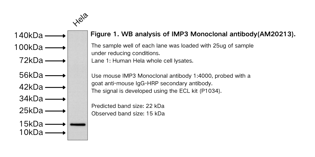 IMP3 Monoclonal antibody