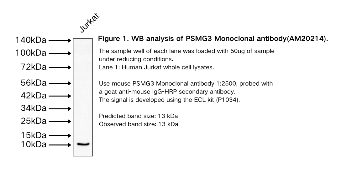 PSMG3 Monoclonal antibody