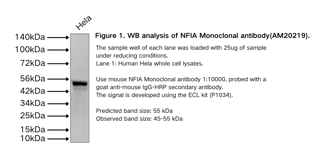 NFIA Monoclonal antibody