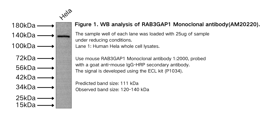 RAB3GAP1 Monoclonal antibody
