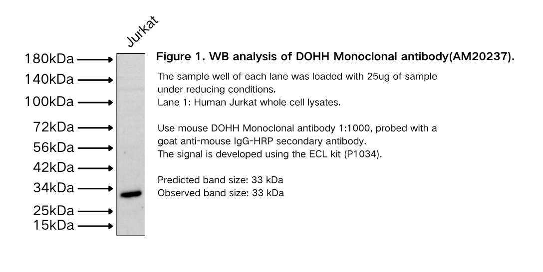 DOHH Monoclonal antibody