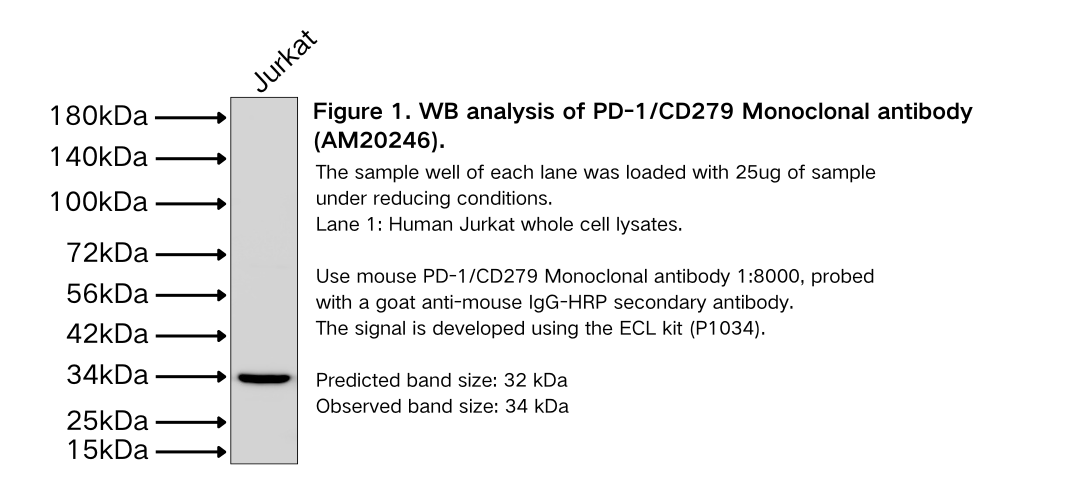 PD-1/CD279 Monoclonal antibody
