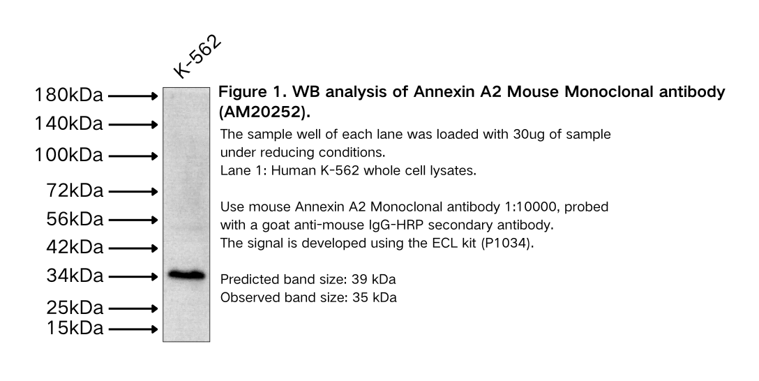 Annexin A2 Mouse Monoclonal antibody