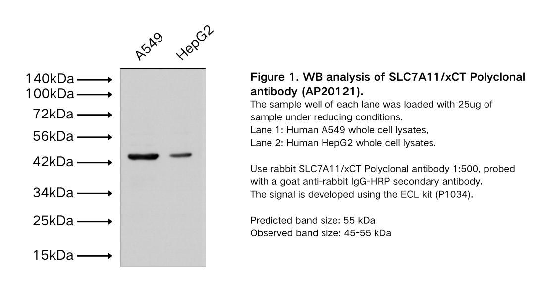 SLC7A11/xCT Polyclonal antibody