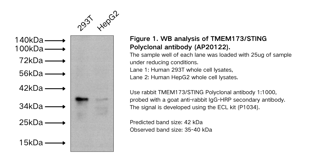 TMEM173/STING Polyclonal antibody