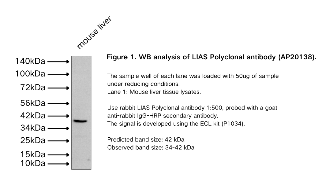 LIAS Polyclonal antibody