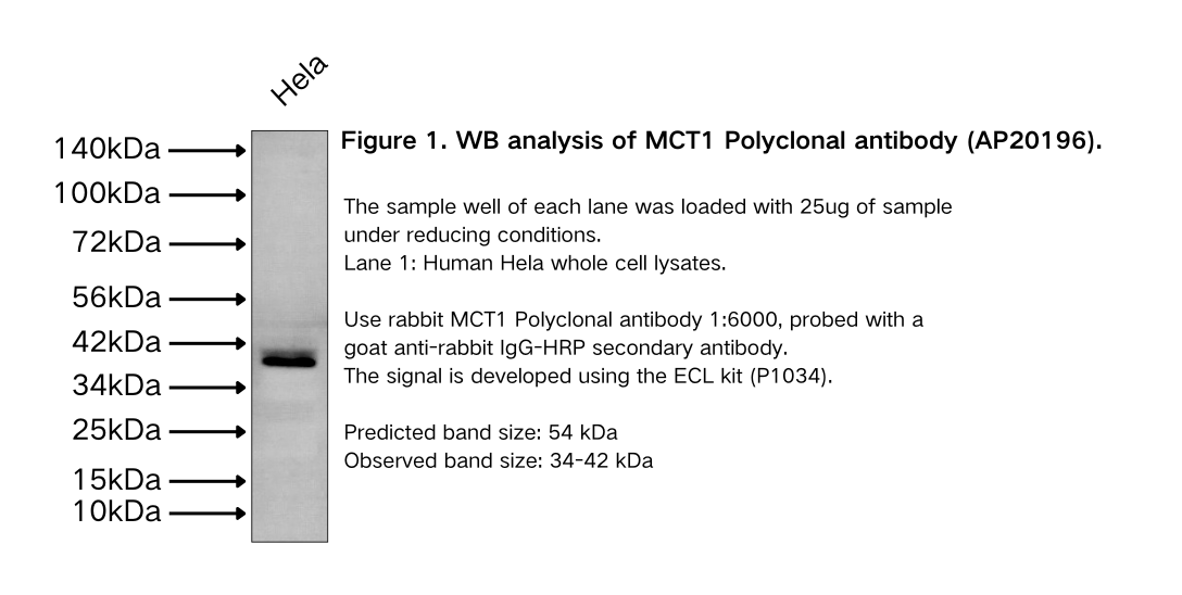 MCT1 Polyclonal antibody