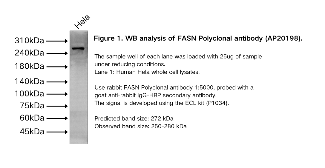 FASN Polyclonal antibody