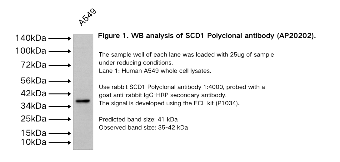 SCD1 Polyclonal antibody