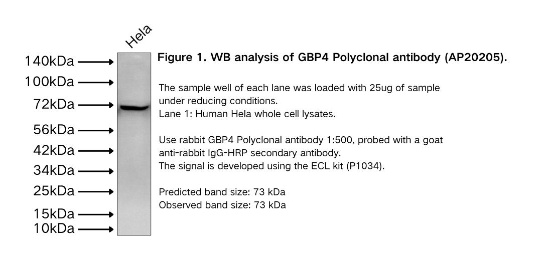 GBP4 Polyclonal antibody