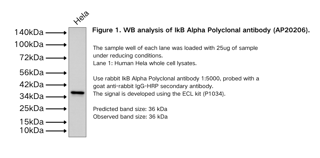 IkB Alpha Polyclonal antibody