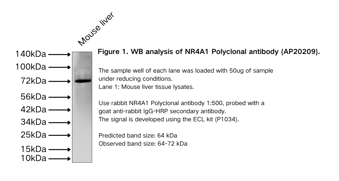 NR4A1 Polyclonal antibody