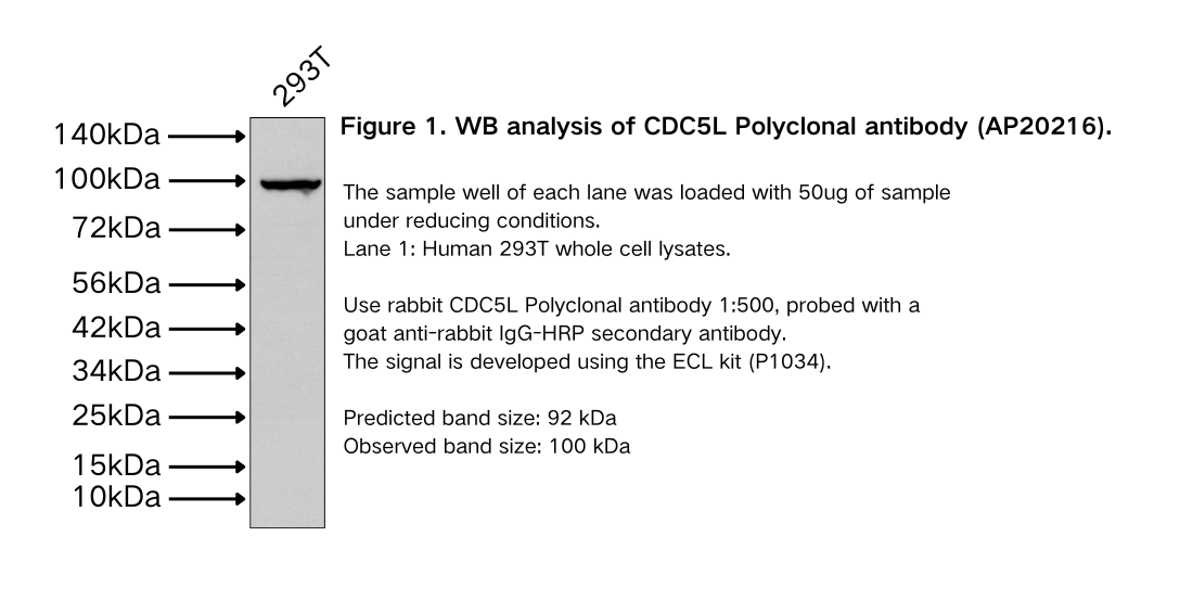 CDC5L Polyclonal antibody