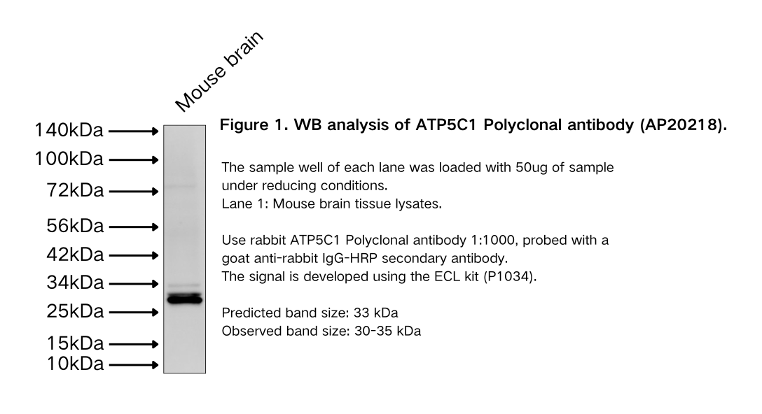 ATP5C1 Polyclonal antibody