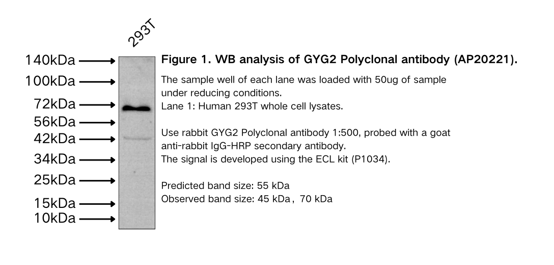 GYG2 Polyclonal antibody