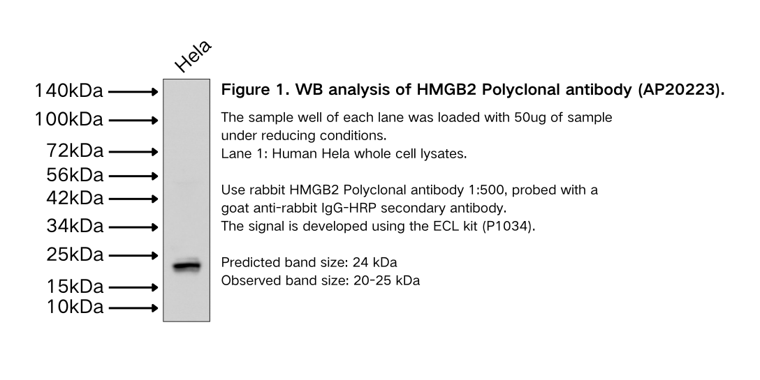 HMGB2 Polyclonal antibody