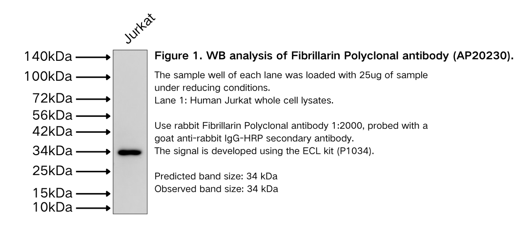 Fibrillarin Polyclonal antibody
