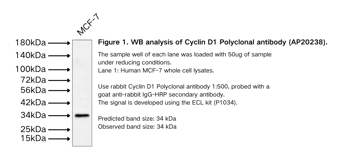 Cyclin D1 Polyclonal antibody