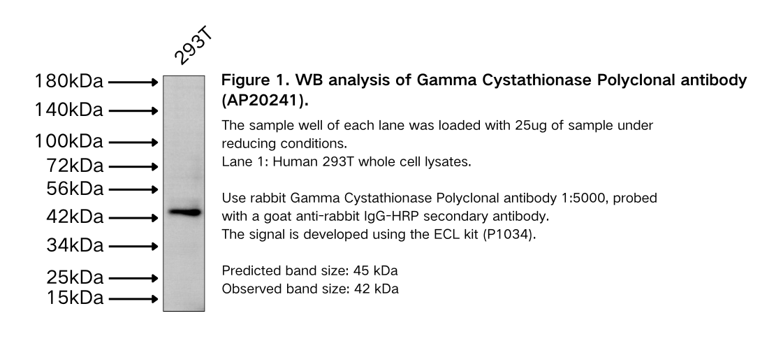 Gamma Cystathionase Polyclonal antibody