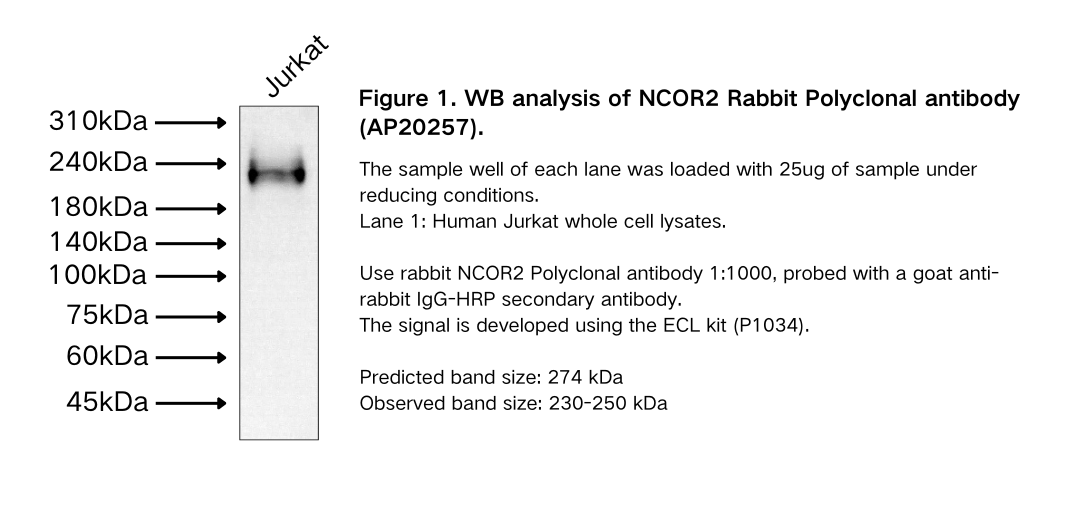 NCOR2 Rabbit Polyclonal antibody