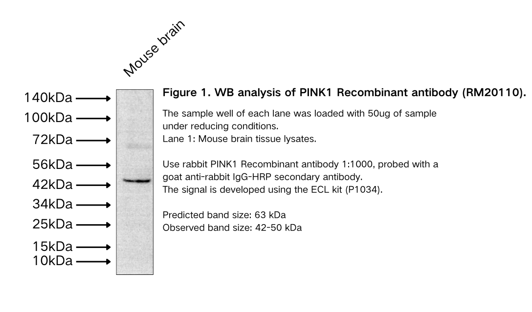 PINK1 Recombinant antibody