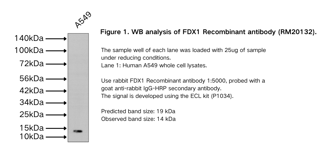 FDX1 Recombinant antibody