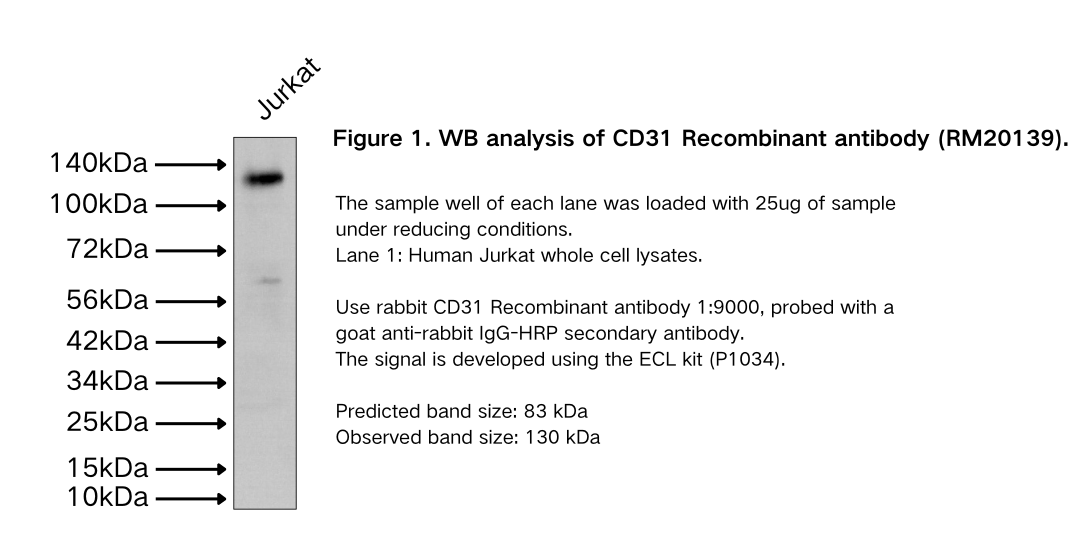 CD31 Recombinant antibody