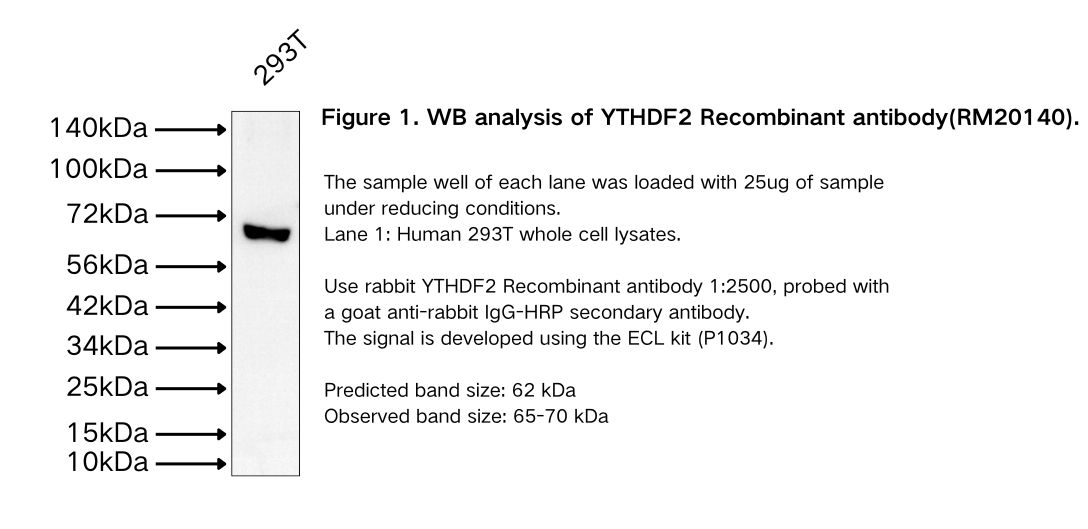 YTHDF2 Recombinant antibody