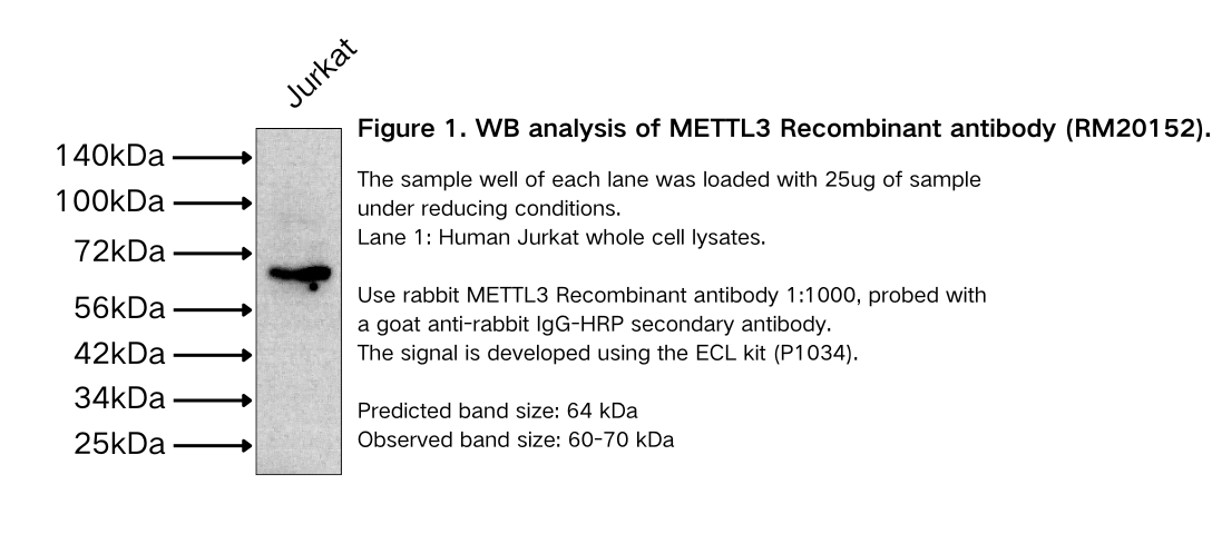 METTL3 Recombinant antibody