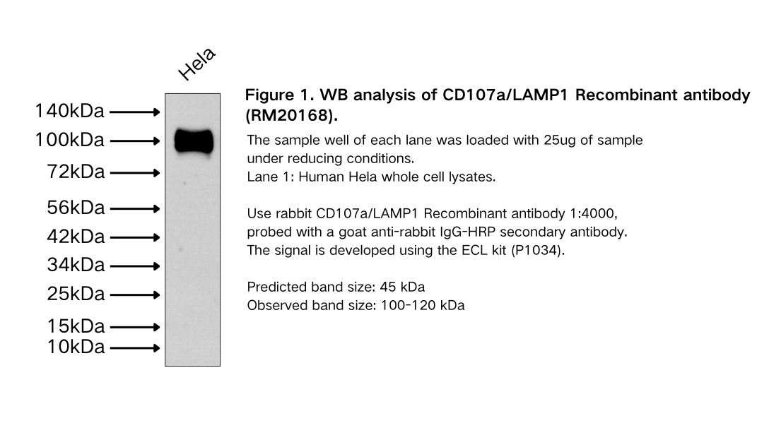 CD107a/LAMP1 Recombinant antibody