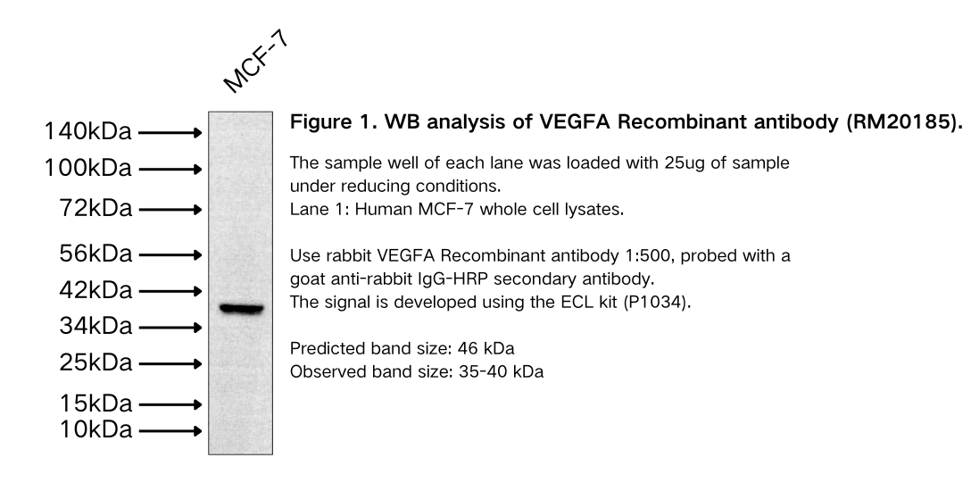 VEGFA Recombinant antibody