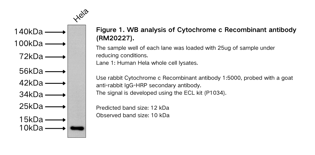 Cytochrome c Recombinant antibody